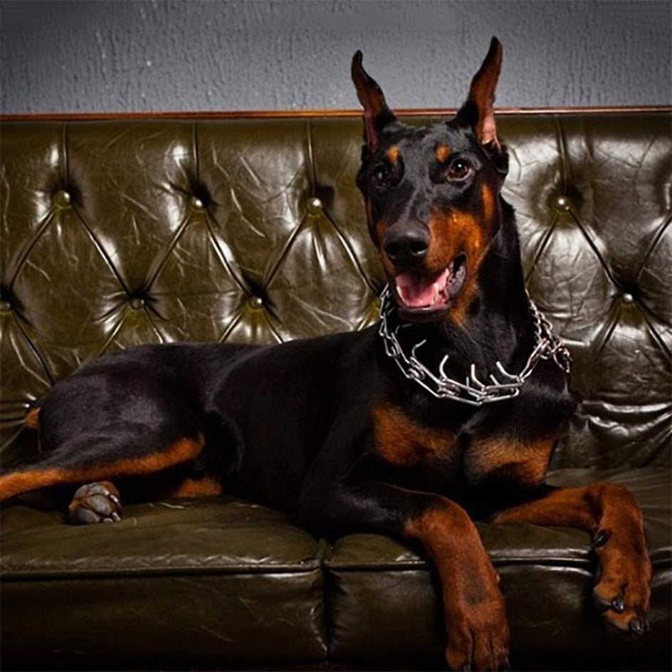 Hundehalsband Pincher Stil Modern Schwarz - BerlinGlamour